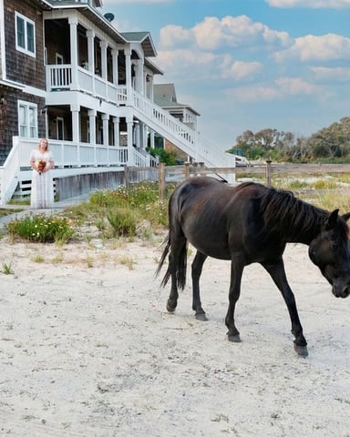 Wild horses on the Corolla beach, Outer Banks