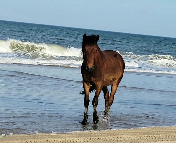 4x4 Beaches of Corolla Luxury Oceanfront Rentals