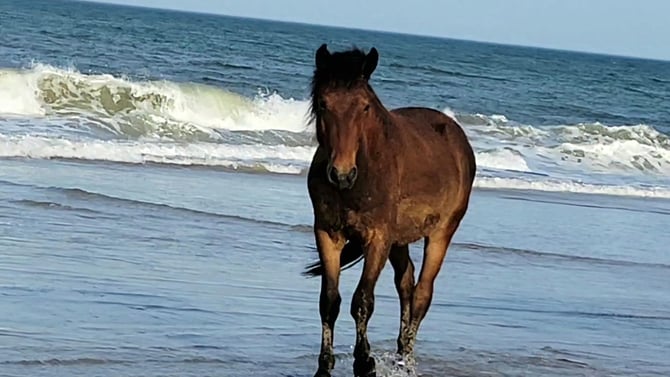 4x4 Beaches of Corolla Luxury Oceanfront Rentals