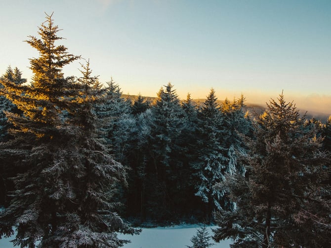 Snow-covered pine forest at sunset, Snowshoe, West Virginia