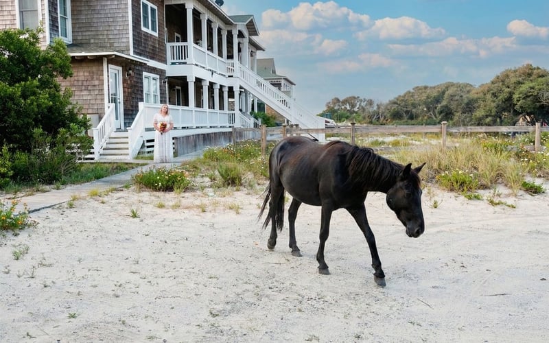 Wild Horses Corolla